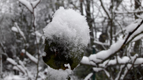 Leafs; Publicdomain; Cc0; Freeimage;.jpg