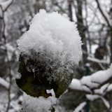 Leafs; Publicdomain; Cc0; Freeimage;