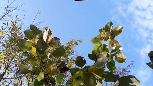 Leafs; Publicdomain; Cc0; Freeimage;.jpg