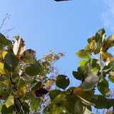 Leafs; Publicdomain; Cc0; Freeimage;