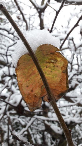 Leafs; Publicdomain; Cc0; Freeimage;.jpg