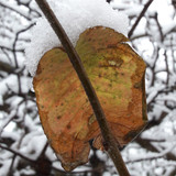 Leafs; Publicdomain; Cc0; Freeimage;