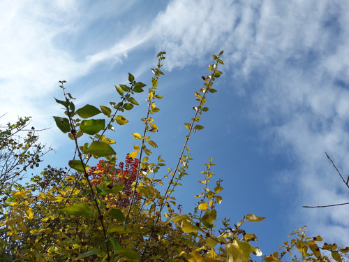 Leafs; Publicdomain; Cc0; Freeimage;.jpg