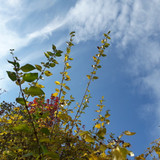 Leafs; Publicdomain; Cc0; Freeimage;