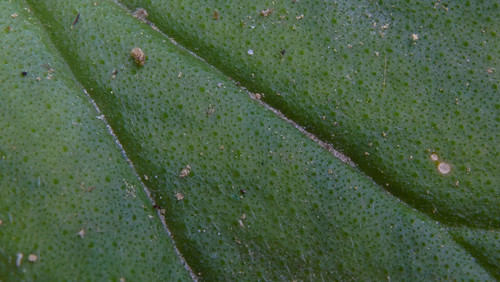 Leafs; Publicdomain; Cc0; Freeimage;.jpg