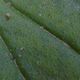 Leafs; Publicdomain; Cc0; Freeimage;