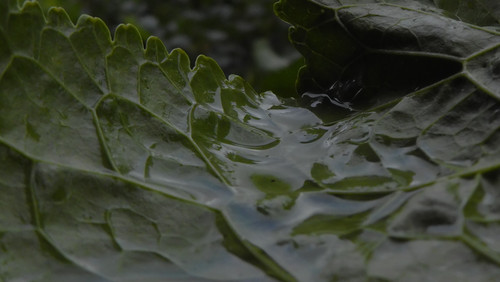 Leafs; Publicdomain; Cc0; Freeimage;.jpg