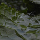 Leafs; Publicdomain; Cc0; Freeimage;