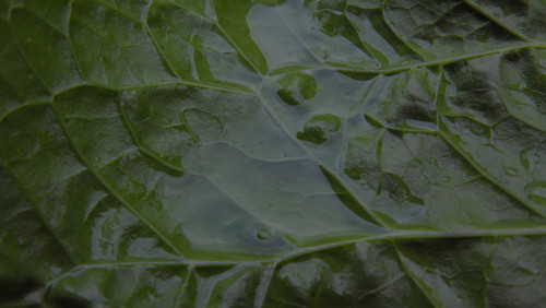 Leafs; Publicdomain; Cc0; Freeimage;.jpg