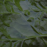 Leafs; Publicdomain; Cc0; Freeimage;