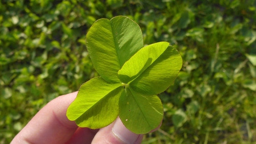 Leafs; Publicdomain; Cc0; Freeimage;.jpg