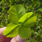 Leafs; Publicdomain; Cc0; Freeimage;