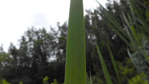 Leafs; Publicdomain; Cc0; Freeimage;.jpg