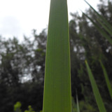 Leafs; Publicdomain; Cc0; Freeimage;