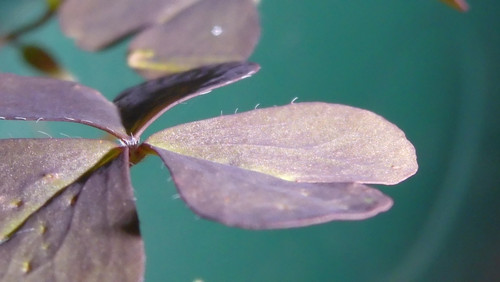 Leafs; Publicdomain; Cc0; Freeimage;.jpg