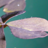 Leafs; Publicdomain; Cc0; Freeimage;