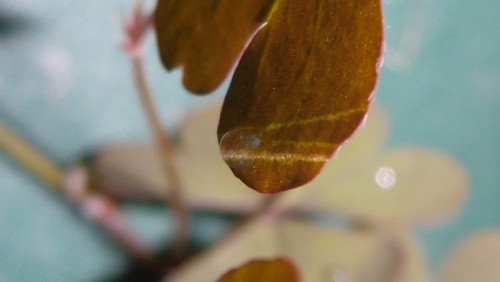 Leafs; Publicdomain; Cc0; Freeimage;.jpg