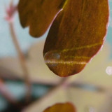 Leafs; Publicdomain; Cc0; Freeimage;