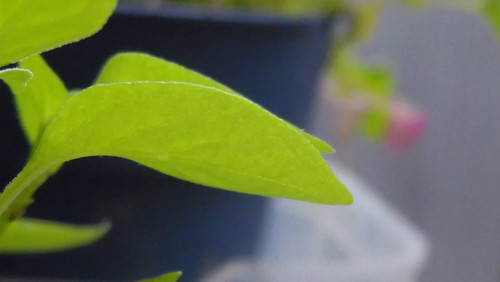 Leafs; Publicdomain; Cc0; Freeimage;.jpg