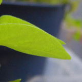 Leafs; Publicdomain; Cc0; Freeimage;