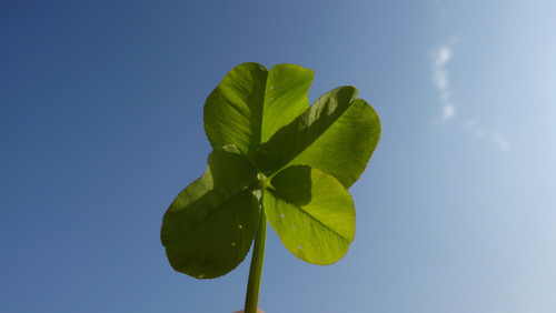 Leafs; Publicdomain; Cc0; Freeimage;.jpg