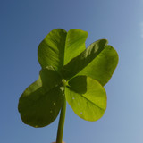 Leafs; Publicdomain; Cc0; Freeimage;