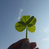 Leafs; Publicdomain; Cc0; Freeimage;