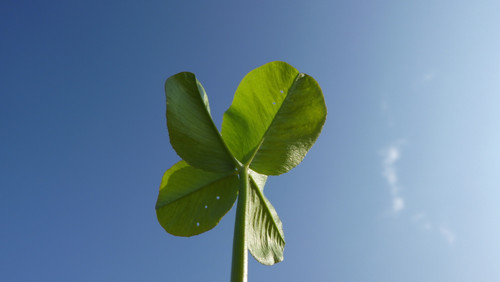 Leafs; Publicdomain; Cc0; Freeimage;.jpg