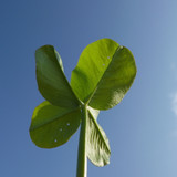 Leafs; Publicdomain; Cc0; Freeimage;