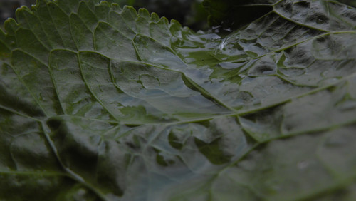 Leafs; Publicdomain; Cc0; Freeimage;.jpg