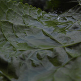 Leafs; Publicdomain; Cc0; Freeimage;