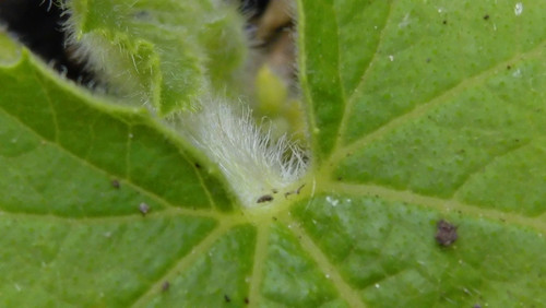 Leafs; Publicdomain; Cc0; Freeimage;.jpg