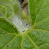 Leafs; Publicdomain; Cc0; Freeimage;