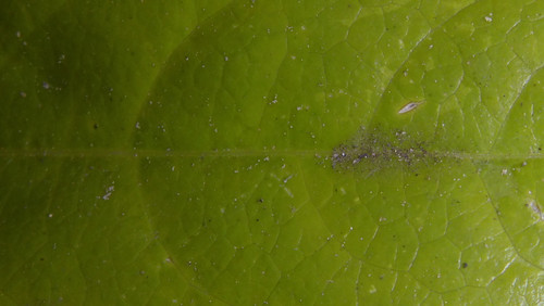 Leafs; Publicdomain; Cc0; Freeimage;.jpg