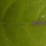 Leafs; Publicdomain; Cc0; Freeimage;