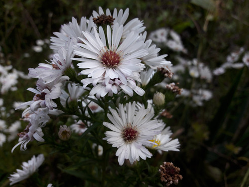 Flower; Publicdomain; Cc0; Freeimage;.jpg