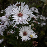 Flower; Publicdomain; Cc0; Freeimage;