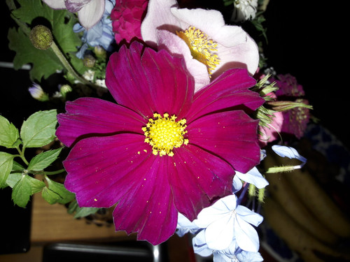 Flower; Publicdomain; Cc0; Freeimage;.jpg