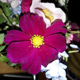 Flower; Publicdomain; Cc0; Freeimage;