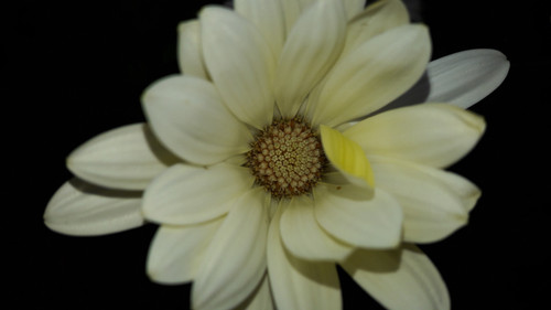 Flower; Publicdomain; Cc0; Freeimage;.jpg