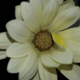 Flower; Publicdomain; Cc0; Freeimage;