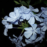 Flower; Publicdomain; Cc0; Freeimage;