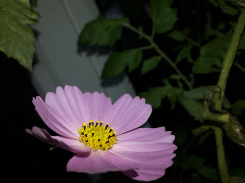 Flower; Publicdomain; Cc0; Freeimage;.jpg