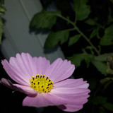 Flower; Publicdomain; Cc0; Freeimage;