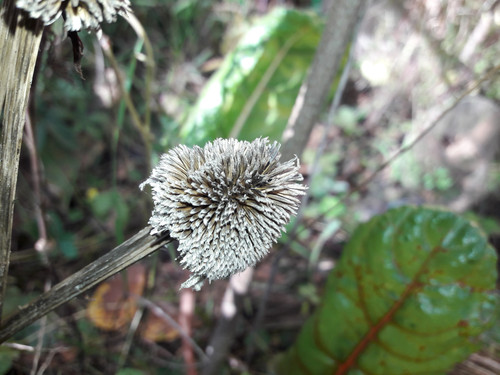 Flower; Publicdomain; Cc0; Freeimage;.jpg