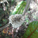 Flower; Publicdomain; Cc0; Freeimage;