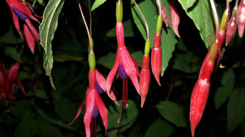 Flower; Publicdomain; Cc0; Freeimage;.jpg