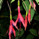 Flower; Publicdomain; Cc0; Freeimage;