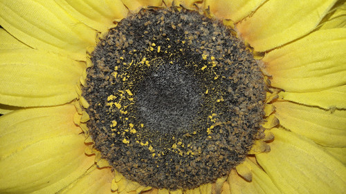 Flower; Publicdomain; Cc0; Freeimage;.jpg