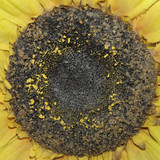 Flower; Publicdomain; Cc0; Freeimage;